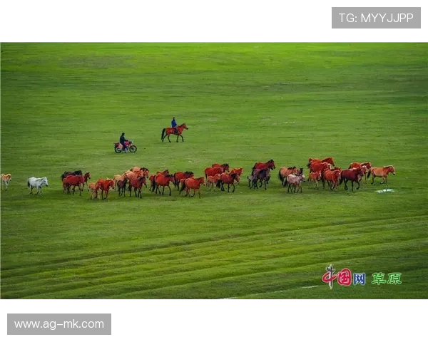 赛马盛事，奔腾马匹展现非凡速度，奔马奔腾